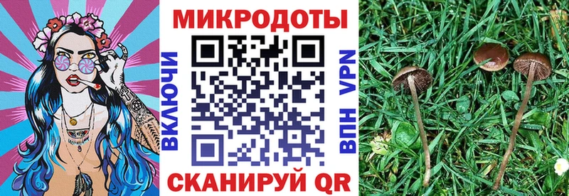 Купить где  Артёмовск  Галлюциногенные грибы Cubensis 
